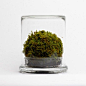 Desk moss by Mosser