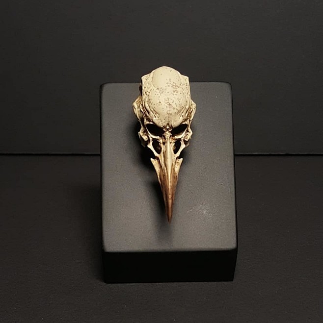 Birdman Skull, Marco...