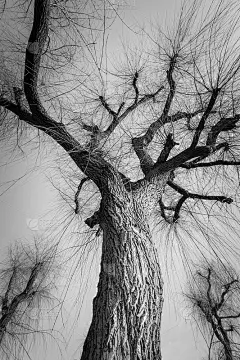 有嫩枝的截短的垂柳，从低到高描绘。