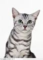 可爱猫咪-仰望的小猫、英国短毛猫