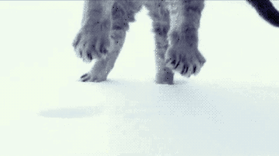 玩雪的喵星人最萌了！