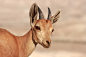 Photograph Ibex Female by Yaniv Guy on 500px