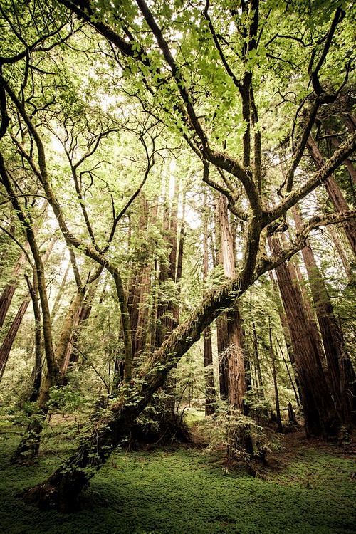 红木森林，穆尔森林，加州