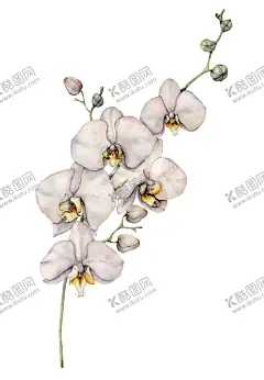 植物花朵装饰图案 【酷图网】欧式植物,植物花朵,树枝,花卉,树叶,图谱,装饰图案,简笔画,花边花圈