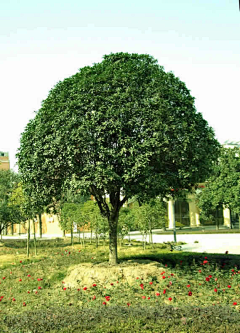 黄panpan采集到植物选型图