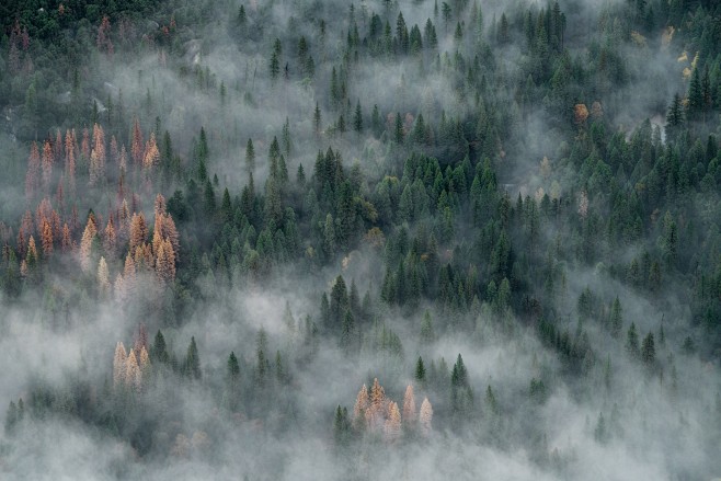 Foggy Yosemite Valle...