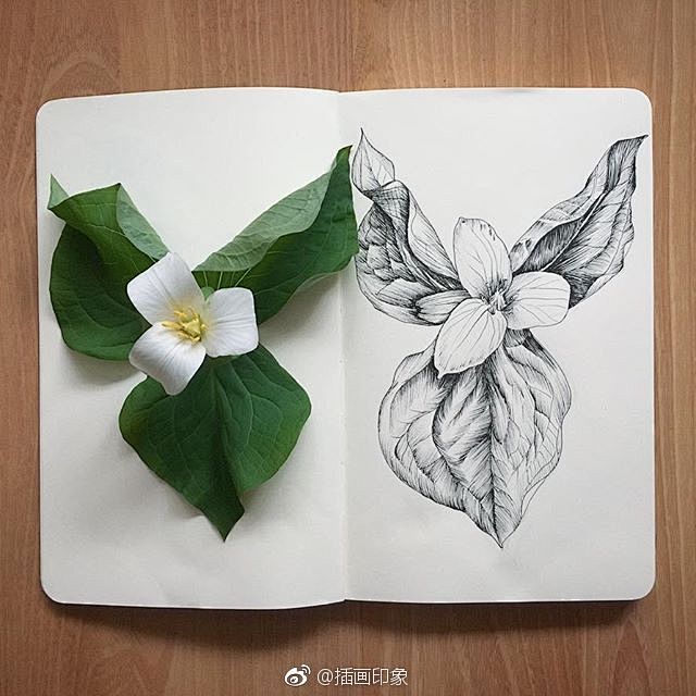 植物速写~~【插画师：Courtney ...