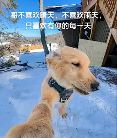 最近超级喜欢的小金毛表情包 - 小红书