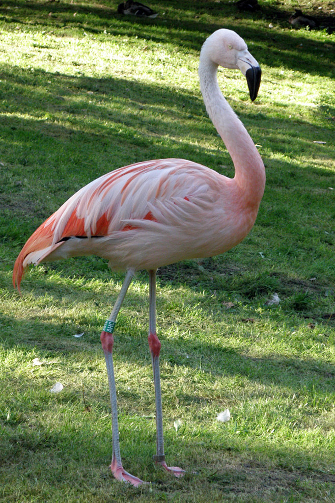 火烈鸟目火烈鸟科火烈鸟属智利火烈鸟