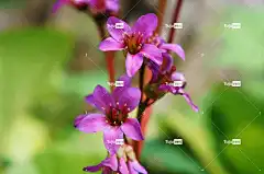 花朵 植物 美丽的花朵 花园 粉红色的花朵 花瓣 花壁纸 花卉背景