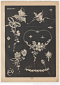 巴黎福尔内图书馆（Bibliothèque Forney）馆藏的这部珠宝图鉴《Dessins de joaillerie-bijoterie etc.》出版于19世纪末。羽毛扇扇骨上有新艺术的花朵，蝴蝶结项链灵动璀璨，白灿灿的钻石头饰与胸针展现着法国“美好时代”最动人的模样。