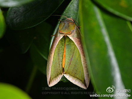 艳叶夜蛾eudocimasalaminia