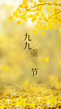 重阳节祝福实景晒照竖版视频