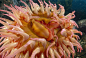 Colourful sea creatures on MSN Photos