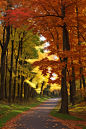 01359-1096566623-maple leaf,scenery,gold color theme,afternoon,autumn,