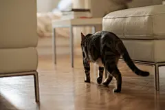 点击来源直接获取大图文件 |美丽的短毛猫走进家中卧室