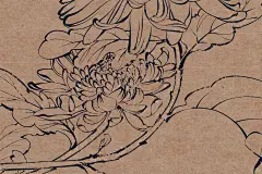 冬天前最后一波菊花~桐园画室高级白描5_4_彦青_来自小红书网页版