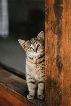 星星点点🌸采集到猫（放心，仅仅猫）