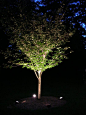 Tree Uplighting Ideas: 