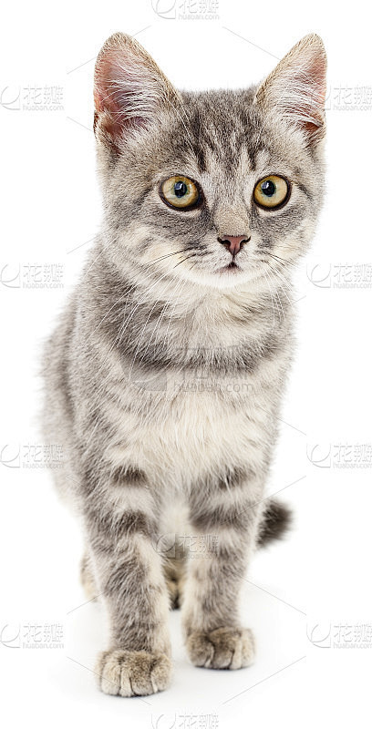 白底上的小猫