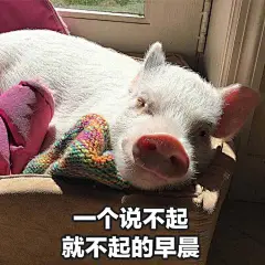 猪猪表情包