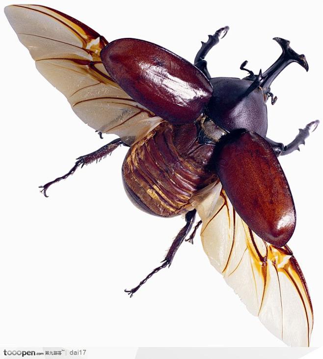 昆虫世界-展翅的象鼻虫