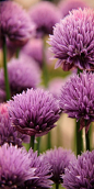 Chives Flowers