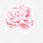 中秋节牡丹花粉色