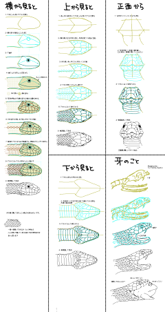 小学生阿童采集到动物