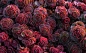 Sedum spurium 'Dragon's Blood'