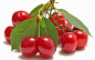 Food - Cherry  Wallpaper