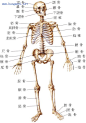 人体骨骼图，人体骨骼结构图（彩图）