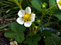 strawberry-flower-758965_1280