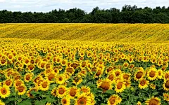 向日葵花海桌面高清壁纸桌面壁纸3