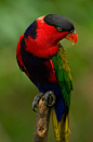beautiful-world-of-colorful-birds-5.jpg (664×1000)