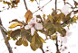 Prunus domestica
