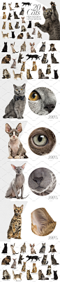 20纸猫咪高分辨率图片（png） 