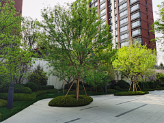 MZ-悦藏采集到大区植物景观意向图