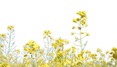 给我花花采集到图片素材