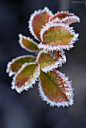 《霜．雪》霜