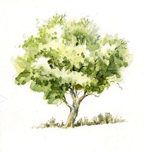 Watercolor+Trees | S...