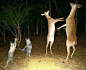 而有时监控拍到的，是这样的照片…这是在跳舞？还是在森林里开深夜派对？那纯属想多了，动物们是受到了惊吓。
