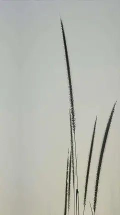 高清手机壁纸：一面简约一面艺术，诗和远方