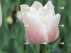 郁金香 白色的 花的 自然 美丽的花朵 花园 花壁纸 花卉背景