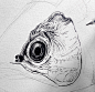 金龍魚，gif的过程图有点意思-RLoN