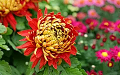 菊花唯美风格桌面壁纸图片 - 花卉壁纸 - 小米辣素材网_免费素材下载的素材网-集素材大全网站素材之精华