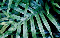 蕨类植物叶子的不同颜色-背景