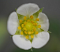 strawberry-4736035_1280