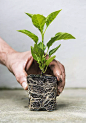 生根的小植物图片素材