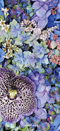 万代兰（洋兰-附生兰）
绣球，鼠尾，万代兰，小米花，白色小花，紫丁香